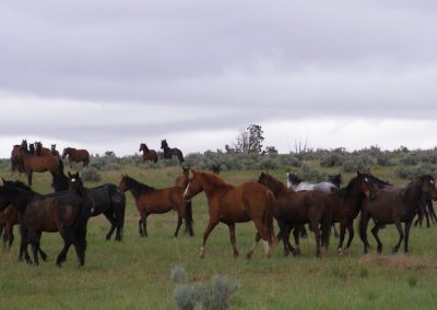 WIN Ranch located in Fillmore, Utah