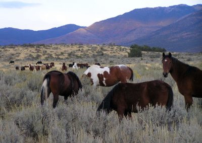 WIN Ranch located in Fillmore, Utah