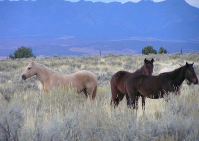 WIN Ranch located in Fillmore, Utah