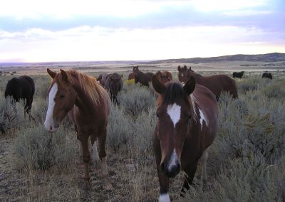 WIN Ranch located in Fillmore, Utah