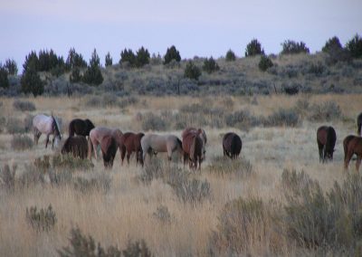 WIN Ranch located in Fillmore, Utah