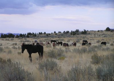 WIN Ranch located in Fillmore, Utah