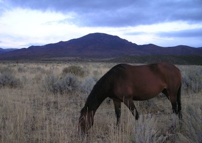 WIN Ranch located in Fillmore, Utah