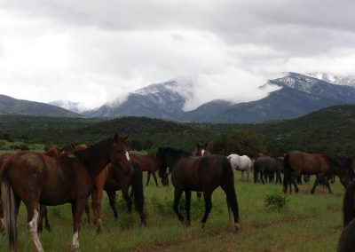 WIN Ranch located in Fillmore, Utah