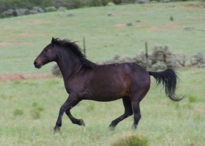 WIN Ranch located in Fillmore, Utah