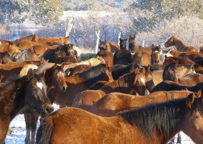 WIN Ranch located in Fillmore, Utah