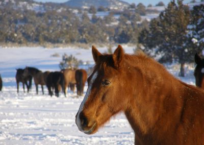 WIN Ranch located in Fillmore, Utah