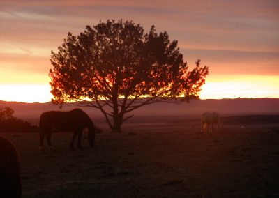 WIN Ranch located in Fillmore, Utah