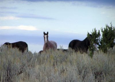 WIN Ranch located in Fillmore, Utah